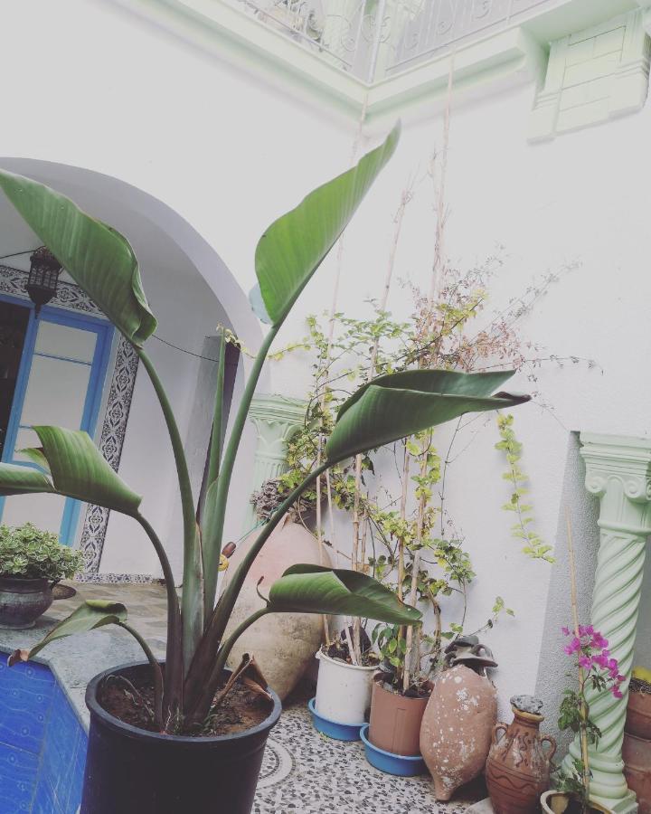 L'Hirondelle De Kelibia : Chez Amou Otel Dış mekan fotoğraf