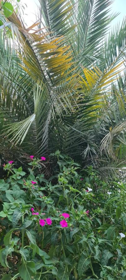 L'Hirondelle De Kelibia : Chez Amou Otel Dış mekan fotoğraf