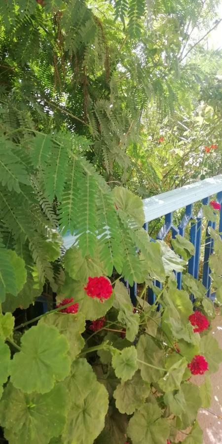 L'Hirondelle De Kelibia : Chez Amou Otel Dış mekan fotoğraf