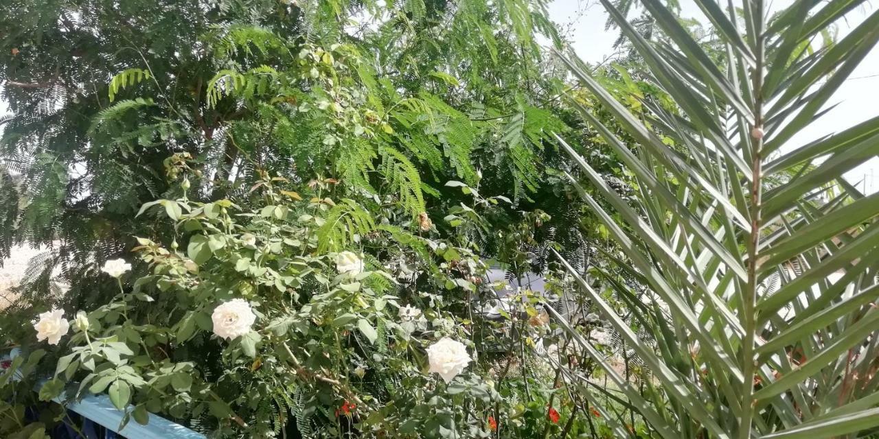 L'Hirondelle De Kelibia : Chez Amou Otel Dış mekan fotoğraf